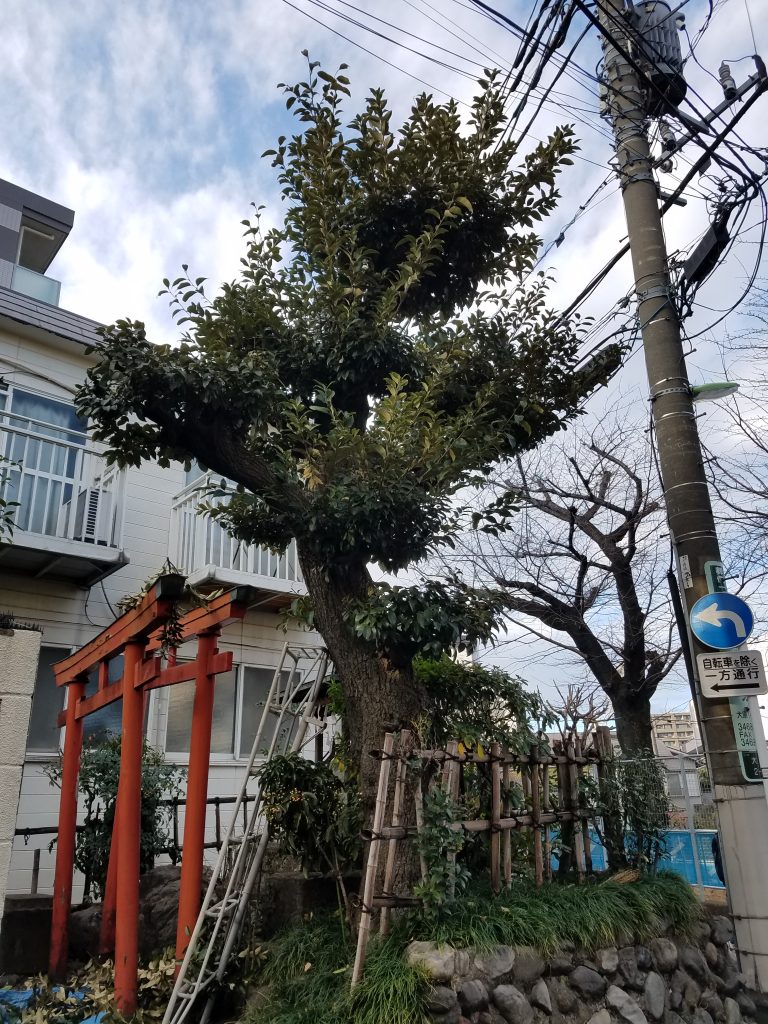 20181229 150612 e1551094719850 768x1024 - 神社植栽管理