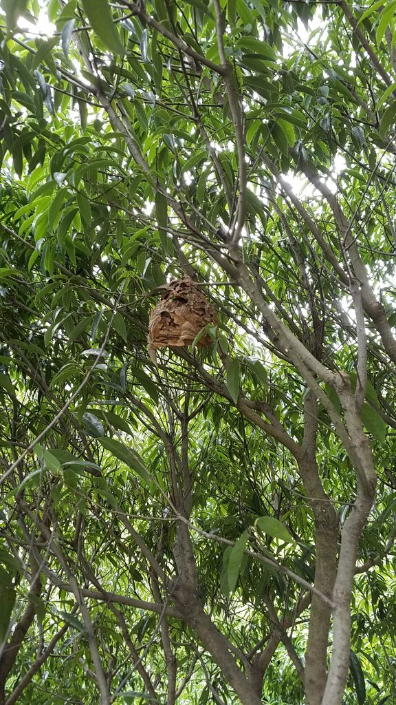 20170612 131535 e1553082571643 576x1024 - 害虫駆除（チヤドクガ       スズメバチ 他）