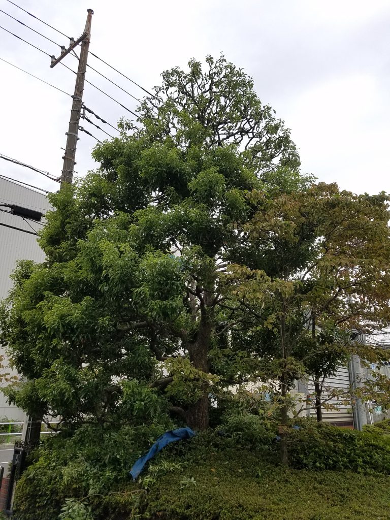 20170916 100332 e1551627036248 768x1024 - 工場（他）植栽管理