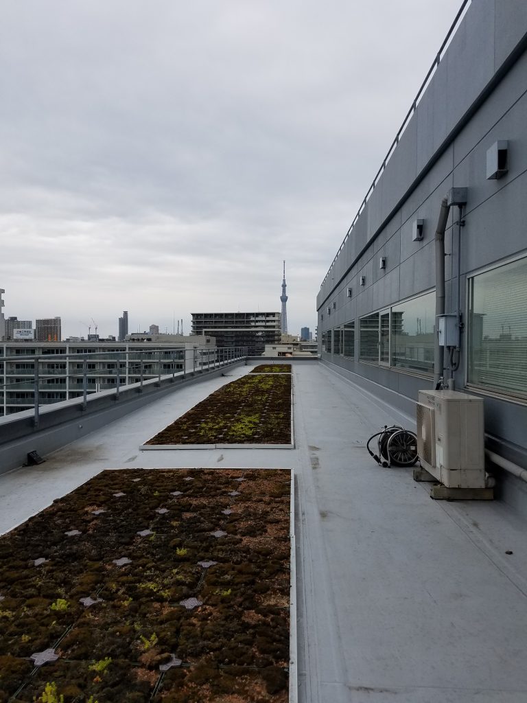 20190507 144902 e1557229834512 768x1024 - マンション 植栽管理      屋上植栽管理（葛飾 江東 御庭番）