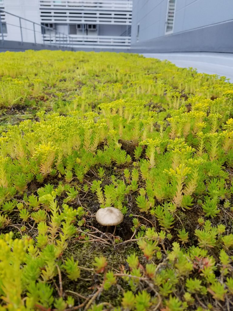 20190507 152029 e1557229928265 768x1024 - マンション 植栽管理      屋上植栽管理（葛飾 江東 御庭番）