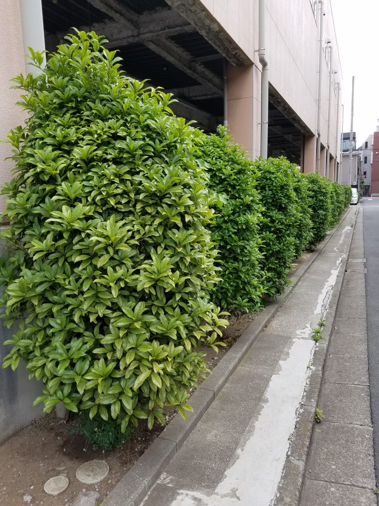 20190515 074121 e1557919410767 768x1024 - 店舗 ビル植栽管理 （墨田 江東 御庭番）