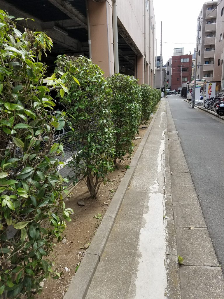 20190515 095820 e1557919807163 768x1024 - 店舗 ビル植栽管理 （墨田 江東 御庭番）