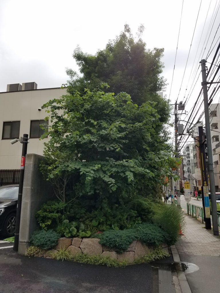 20190611 080506 e1560437288226 768x1024 - マンション植栽管理　現場調査　（中野 三軒茶屋＆経堂 御庭番）