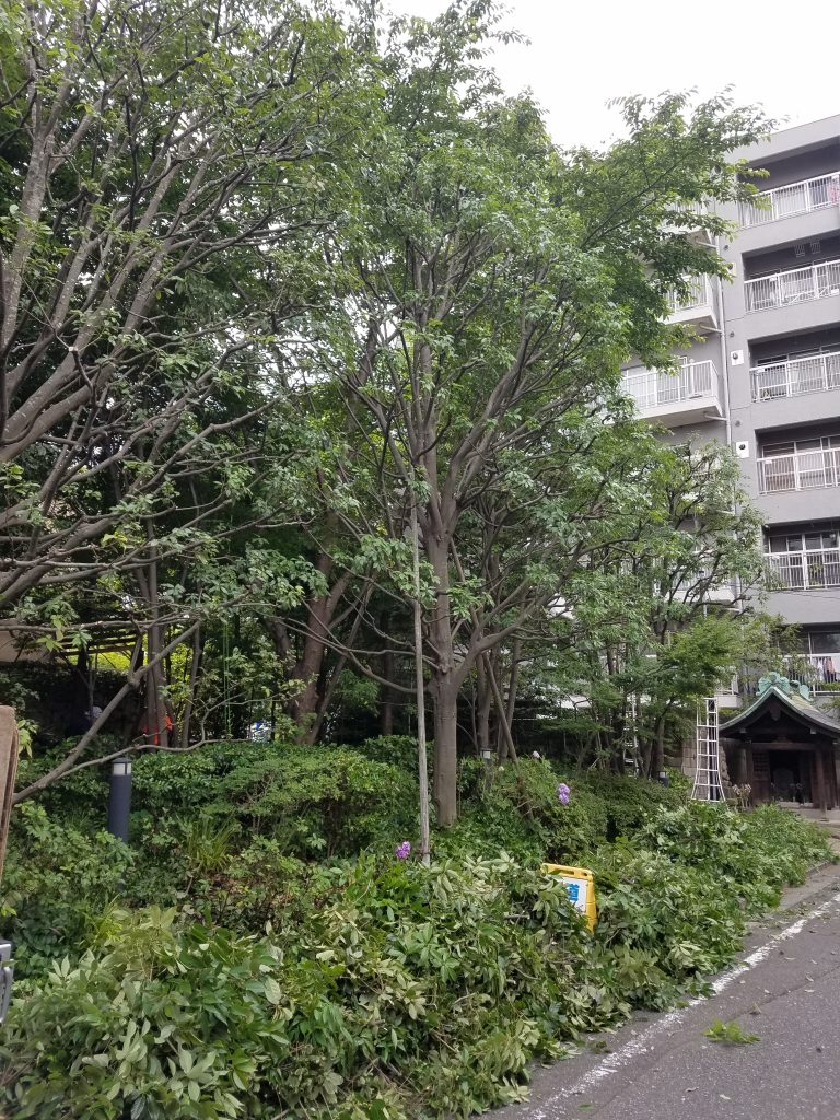 20190612 143853 1 e1560437464641 768x1024 - マンション植栽管理（中野＆三軒茶屋 御庭番）