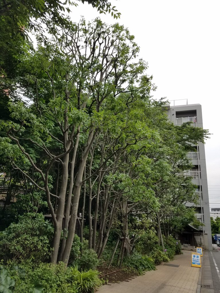 20190612 165713 1 e1560441391247 768x1024 - マンション植栽管理（中野＆三軒茶屋 御庭番）