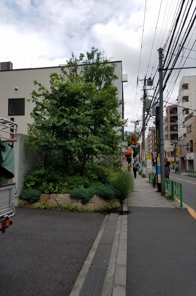 20190613 232557 678x1024 - マンション植栽管理　現場調査　（中野 三軒茶屋＆経堂 御庭番）