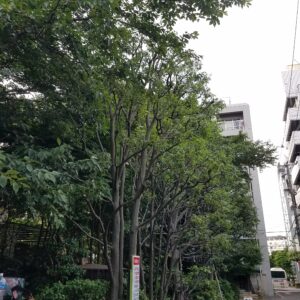 20210615 162512 300x300 - 20210615_162512