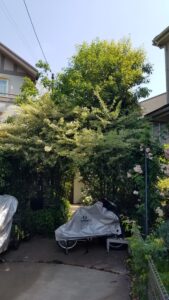 20230511 091836 169x300 - 20230511_091836