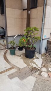 20230519 114700 169x300 - 20230519_114700