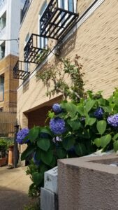 20230607 143806 169x300 - 20230607_143806