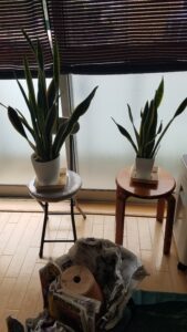 20230921 120555 169x300 - 20230921_120555