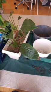 20230930 092903 169x300 - 20230930_092903