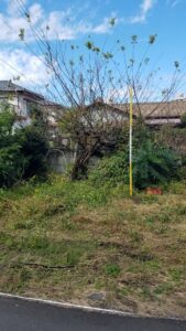 20231021 115743 169x300 - 20231021_115743