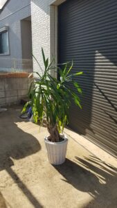 20231127 101152 169x300 - 20231127_101152