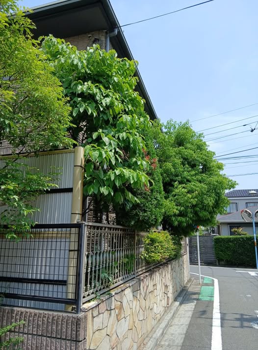 499698726 2516371072029502 4744219430951616156 n - 永福町 御庭番 ０７０５２１