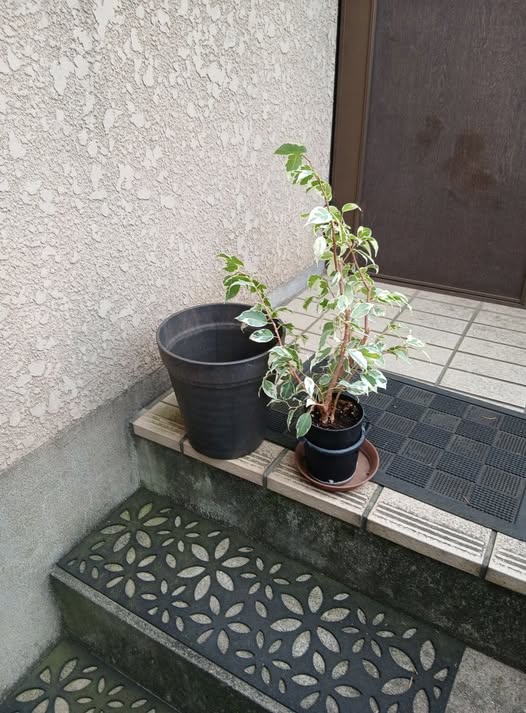 505454550 2534215966911679 1106729453072785785 n - 善福寺 御庭番 ０７０６０９