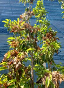 509423894 2543632715970004 2860518328547181723 n 1 221x300 - 509423894_2543632715970004_2860518328547181723_n (1)