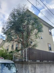 545162228 2618198341846774 247453564064990192 n 221x300 - 545162228_2618198341846774_247453564064990192_n