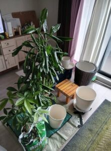 576888907 2675352506131357 6656971485478071333 n 221x300 - 576888907_2675352506131357_6656971485478071333_n