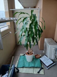 578851131 2677524372580837 8192161473103050629 n 221x300 - 578851131_2677524372580837_8192161473103050629_n