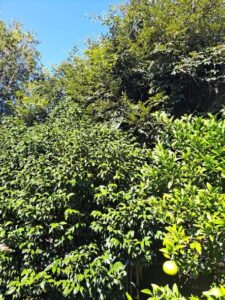 583344151 2683239008676040 5002829924761659711 n 225x300 - 583344151_2683239008676040_5002829924761659711_n