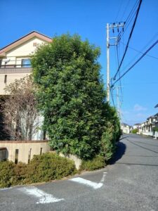 596095580 2700499386950002 5861187377690170534 n 225x300 - 596095580_2700499386950002_5861187377690170534_n