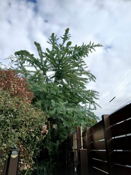 603887413 2718652141801393 1647550466236352491 n - 吉祥寺 御庭番 ０７１２２７