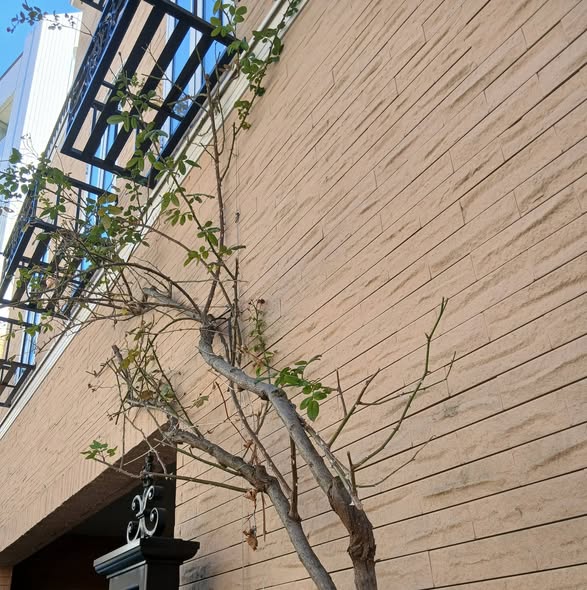 617042459 2742968039369803 1345009049376926758 n - 自由が丘 御庭番 ０８０１２４