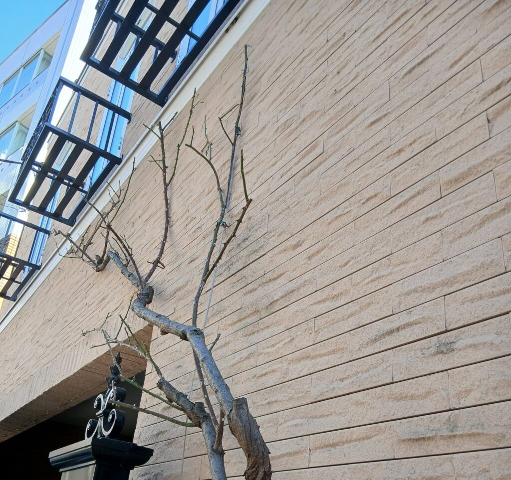 618469794 2742968102703130 3102903218976295293 n 1024x963 - 自由が丘 御庭番 ０８０１２４