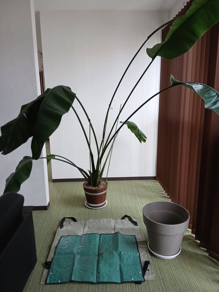 656947423 2803596729973600 3471278545690789930 n - 四街道 御庭番 ０８０３２７