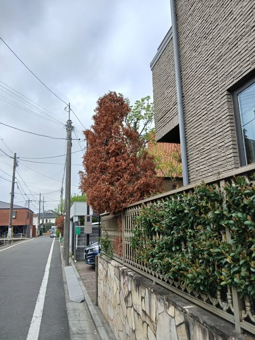 671652232 2820395368293736 4947145701810568824 n - 永福町 御庭番 ０８０４１４