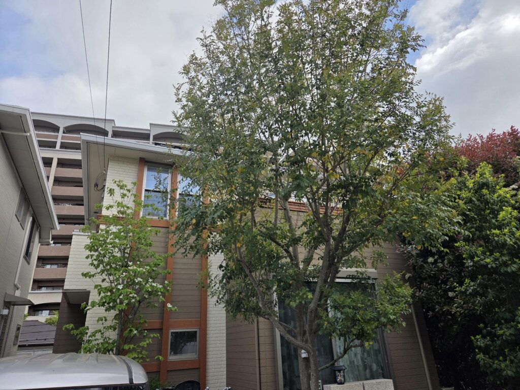 2f403180 438a 11f1 b4fc 99ca4b4cad2b 1024x768 - 八千代台 御庭番 ０８０５０７