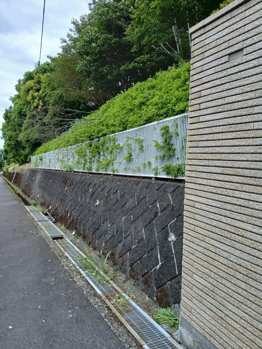 715731138 2871546623178610 4815881041143172417 n - 三島　御庭番 ０８０６０５