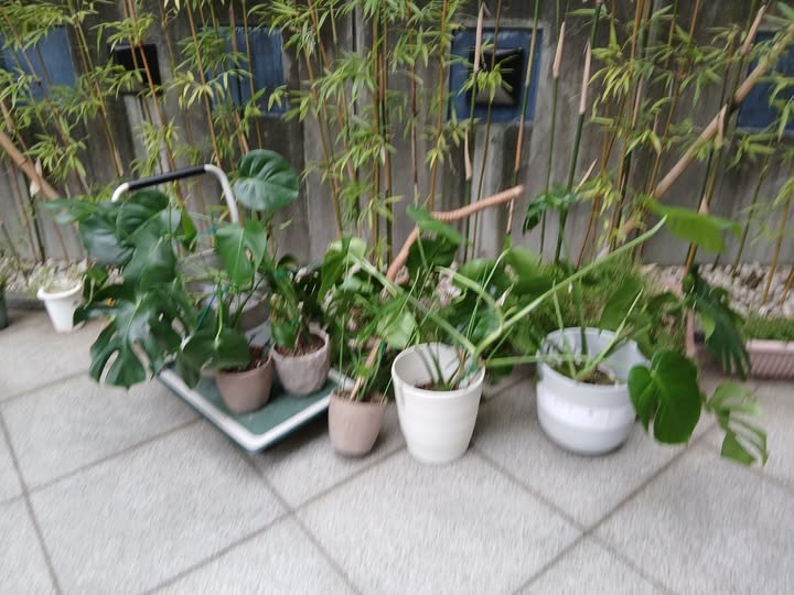 718334773 2873508792982393 5890236767150102408 n - 元麻布 御庭番 ０８０６０７