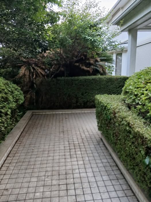 723162343 2878792212454051 5130727572290629878 n - 三島 御庭番 ０８０６１２