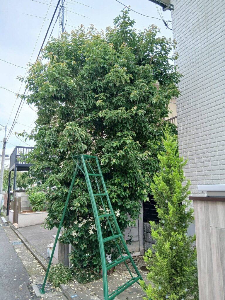 738653518 2903107620022510 5903653301462933803 n 768x1024 - 吉祥寺 御庭番 ０８０７０６