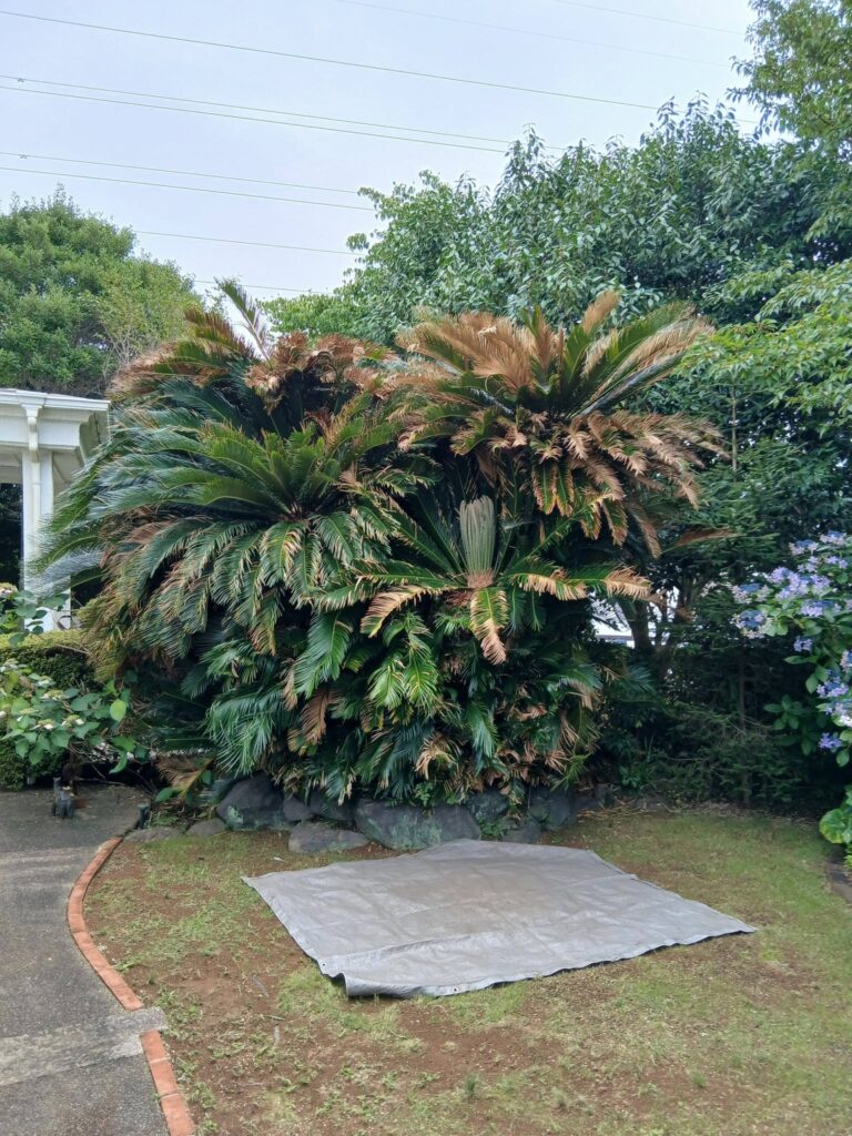 739243717 2904141503252455 3393075299782801168 n 768x1024 - 三島 御庭番 ０８０７０７