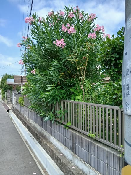 752648783 2920607971605808 5394331883871235160 n 1 - 福島市 御庭番初日 ０８０７２１